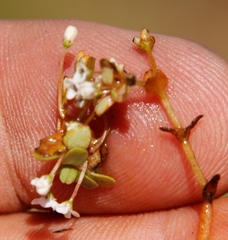 Crassula natans natans