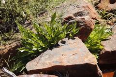 Zantedeschia odorata
