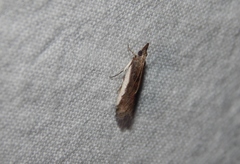 Classeya bicuspidalis