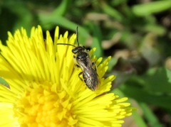 Andrena minutula