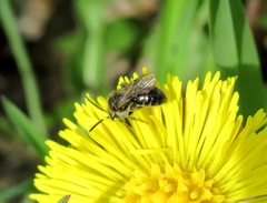 Andrena minutula