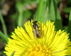 Andrena minutula