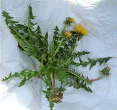 Taraxacum exsertiforme
