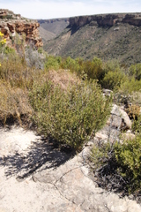 Phylica oleifolia