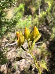Orthochilus litoralis