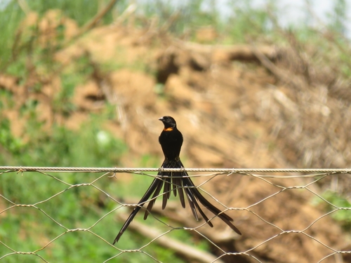Red-collared Widowbird (Euplectes ardens), photo 8