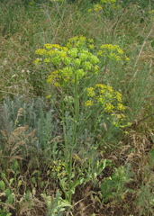 Pastinaca clausii