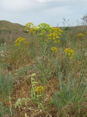 Pastinaca clausii