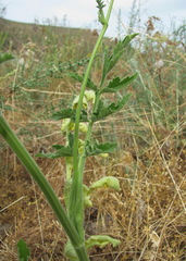 Pastinaca clausii