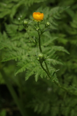 Ranunculus caucasicus