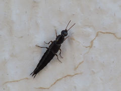 Raphirus