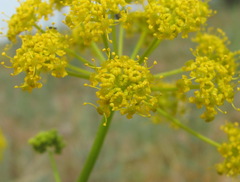 Pastinaca clausii