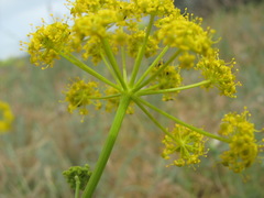 Pastinaca clausii