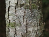 Graphis striatula - Photo (c) Alejandro Huereca Delgado, some rights reserved (CC BY-NC-ND), uploaded by Alejandro Huereca Delgado