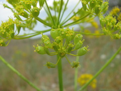 Pastinaca clausii