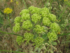 Pastinaca clausii