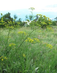 Pastinaca pimpinellifolia