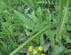 Pastinaca pimpinellifolia