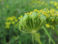 Pastinaca pimpinellifolia