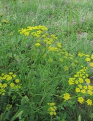 Pastinaca pimpinellifolia