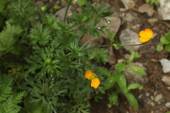 Ranunculus caucasicus