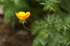 Ranunculus caucasicus