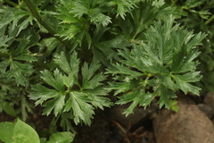 Ranunculus caucasicus