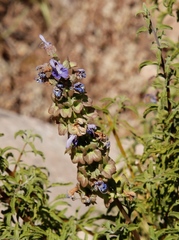 Salvia dentata