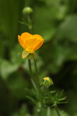 Ranunculus caucasicus