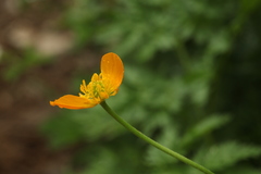 Ranunculus caucasicus