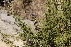 Salvia dentata