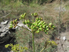 Peucedanum longifolium