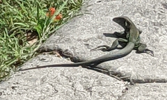 Ameiva