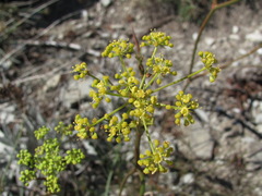 Peucedanum longifolium