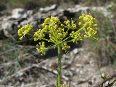 Peucedanum longifolium