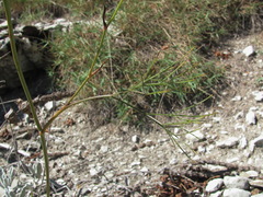 Peucedanum longifolium