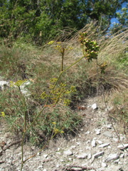 Peucedanum longifolium