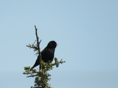 Vidua funerea funerea