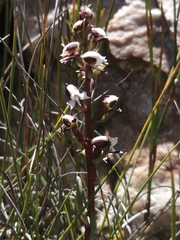 Disa ocellata