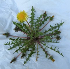 Taraxacum fagerstroemii