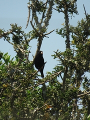 Vidua funerea funerea