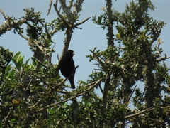 Vidua funerea funerea