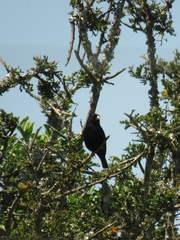 Vidua funerea funerea