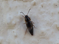Tachinus marginellus
