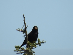 Vidua funerea funerea