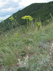 Peucedanum tauricum