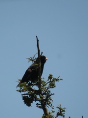 Vidua funerea funerea