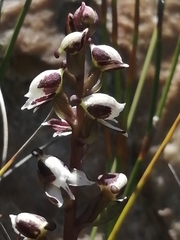 Disa ocellata
