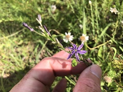 Caesia parviflora vittata