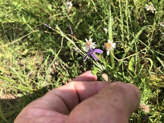 Caesia parviflora vittata